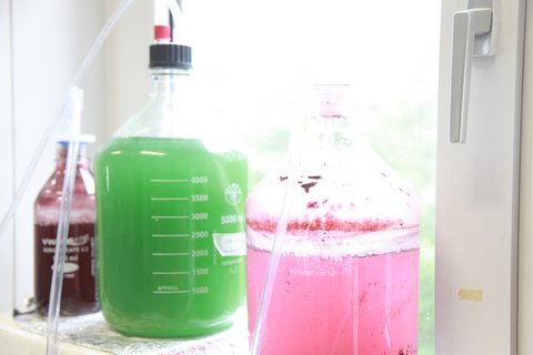 Versuch im Labor für Biotechnologie und Bioökonomie (öffnet Vergrößerung des Bildes)