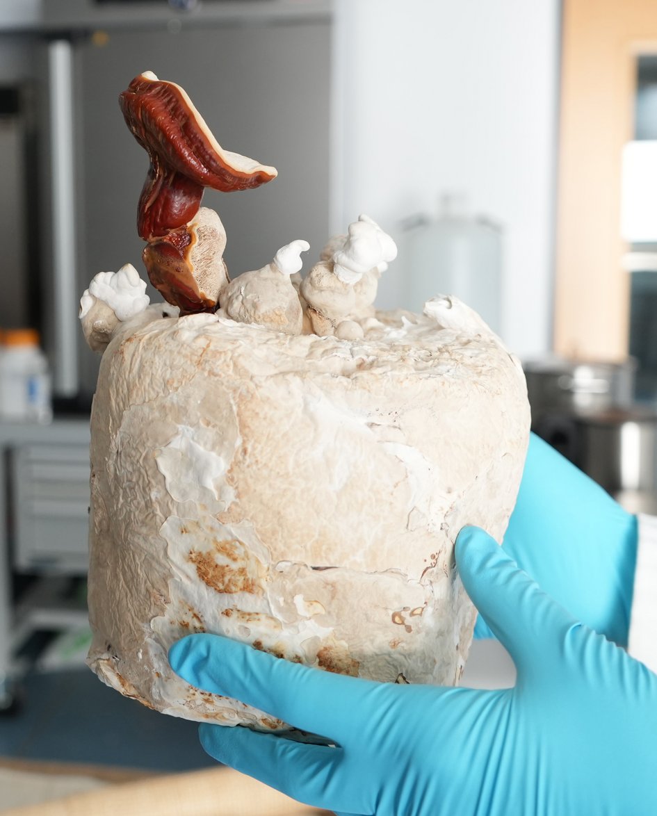 Darstellung eines Myzels aus dem Brutschrank