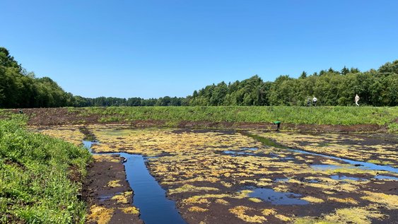 Angelegte Polder mit Torfmoos.