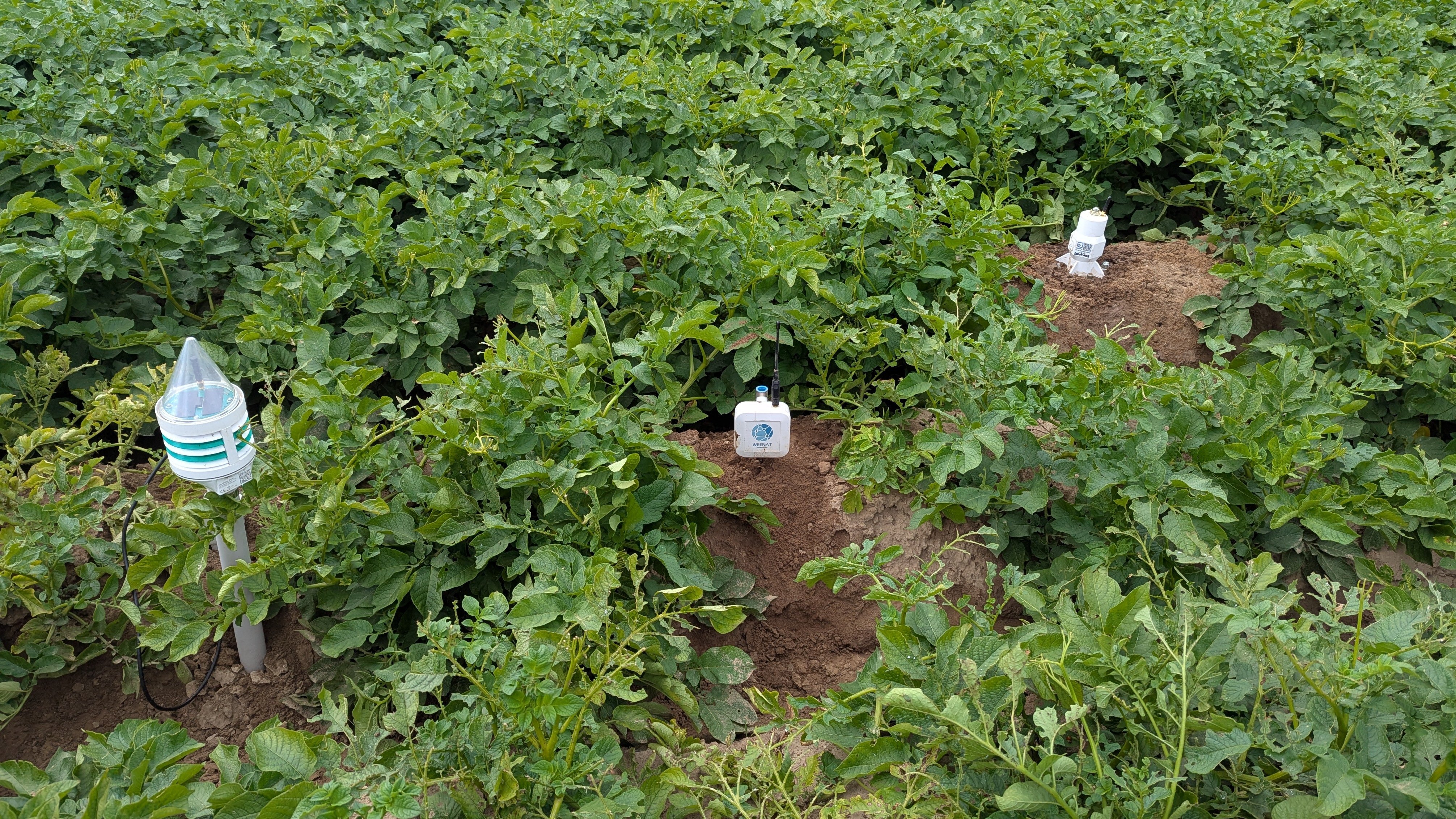 Das Bild zeigt zwei verschiedene gekaufte Bodensensoren und den eigens entwickelten Low-Cost-Bodensensor in einem Kartoffelacker. 