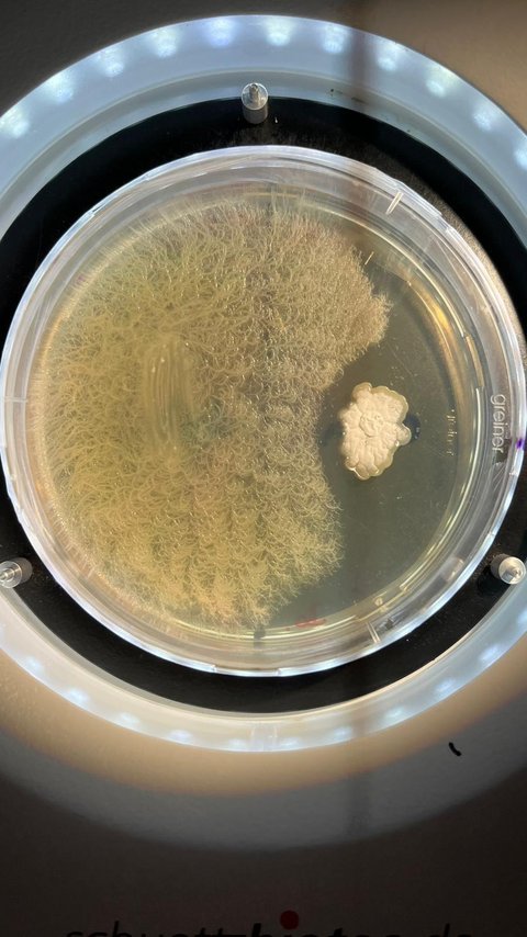 Antibiotikaproduktion in der Agarplatte