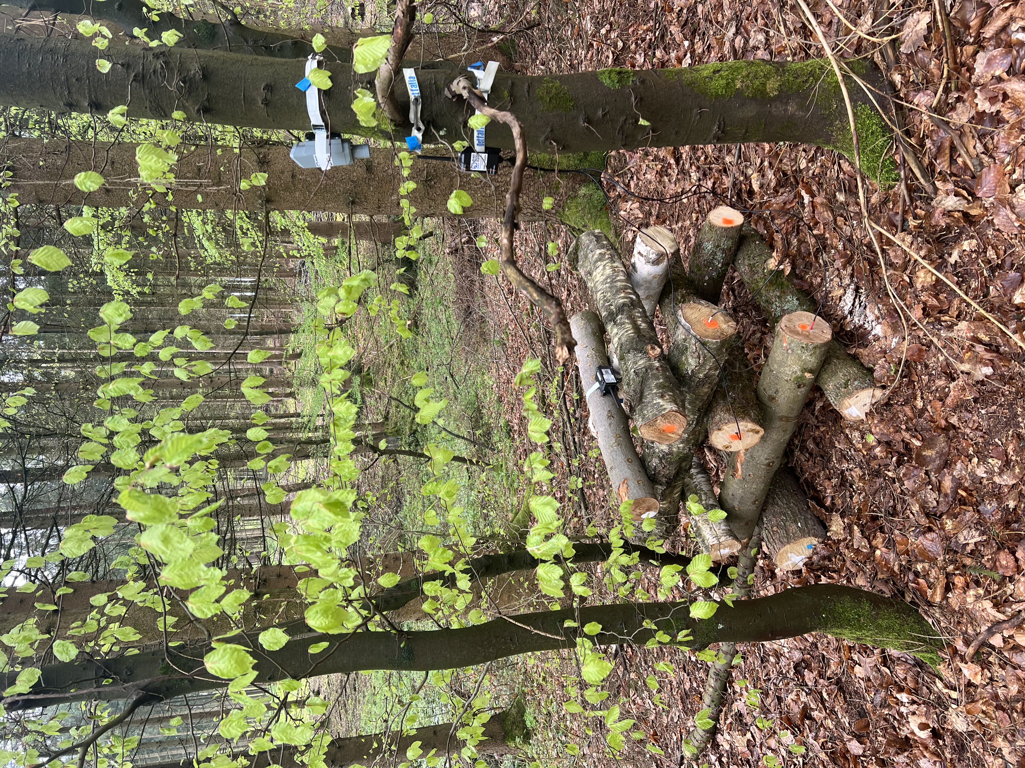Versuchsaufbau des mit Sensorik ausgestatteten Holzstapels im Solling.