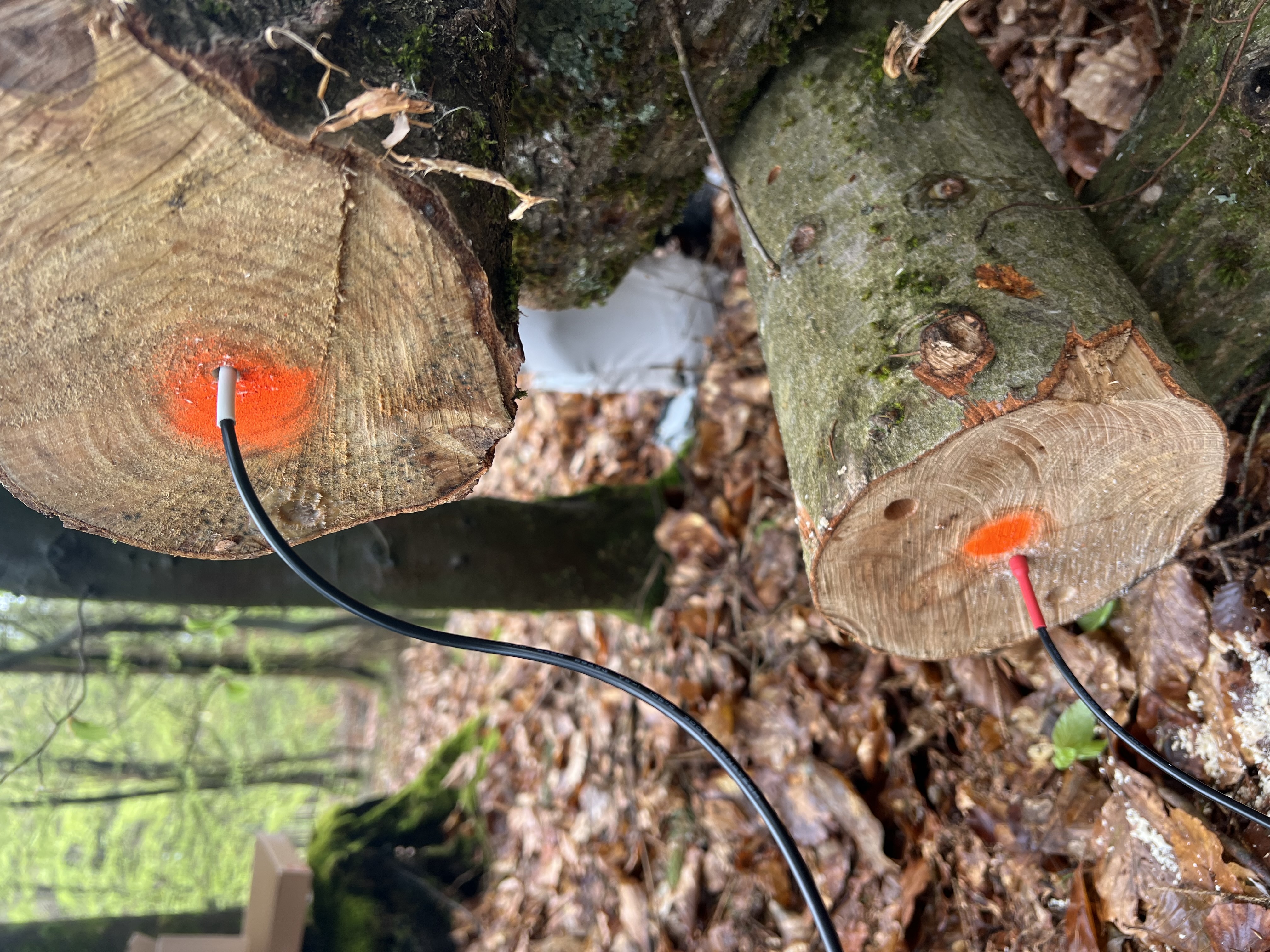Installation der LoRaWAN-fähigen Temperatursensoren im Stammholz. 