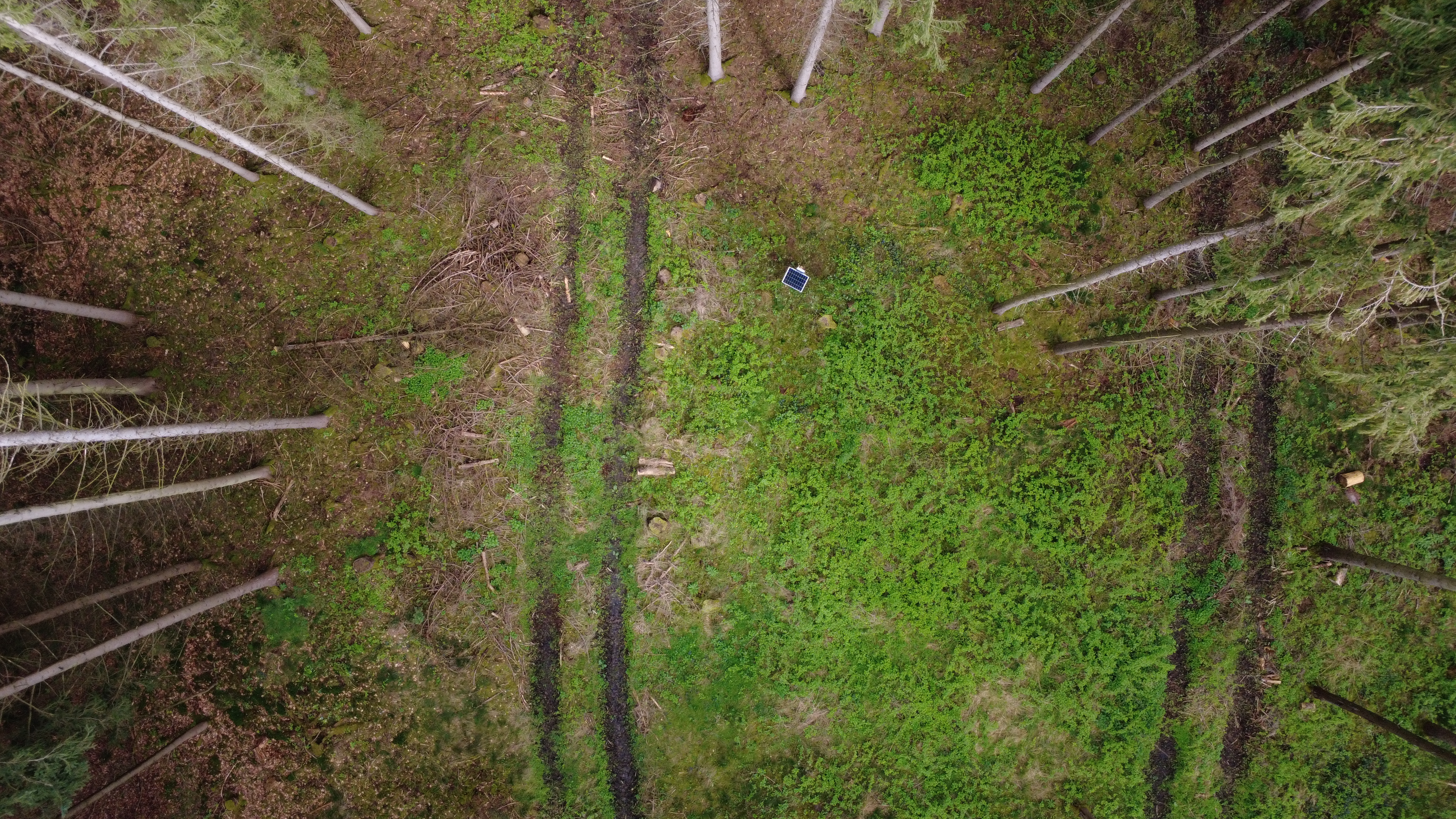 Die Versuchsfläche im Solling aus der Vogelperspektive gesehen. 