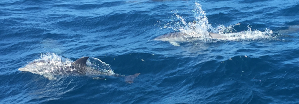 Über 20 Delphine begleiten uns nach El Hiero.